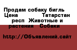 Продам собаку бигль. › Цена ­ 15 000 - Татарстан респ. Животные и растения » Собаки   